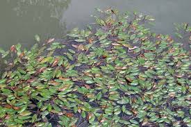 Image result for Potamogeton nodosus