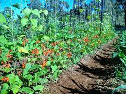 It's a reliable and heavy cropper, and is more tolerant of dry, hot conditions than some other varieties. Planning A Wall Of Summer With Scarlet Runner Beans Milkwood Permaculture Courses Skills Stories