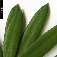 Image result for Podocarpus latifolius