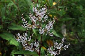 Image result for Polystachya