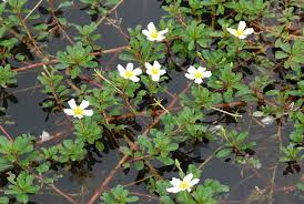 Image result for Ludwigia adscendens