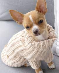 Eddie The Chihuahua Cute Dog On Instagram Tbt To A Smol Fashionista Pupper Chihuahua Cute Baby Animals Super Cute Cute Baby Animals