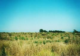 Our Family Farm Cape Schanck Olive Oil