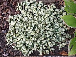 Image result for Ajuga