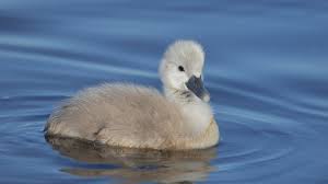 Image result for cygnet