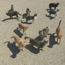 Herakles Cats Animals Cats And Kittens