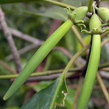 Image result for Bruguiera