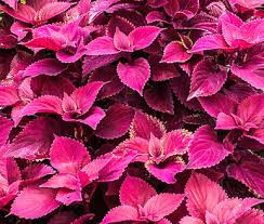 Image result for Coleus goetzenii