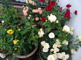 If you are ever going to plant a plant that will outlive you, chances are you'll do it in autumn. Growing Top Ten Patio Roses Gardeners Tips