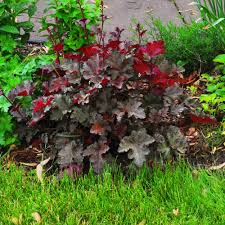 Image result for Pentas micrantha