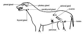 List Of Dog Diseases Wikiwand