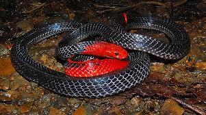 تفسير رؤية الأفعى في المنام ، تعد رؤية الأفعى من الرؤى التي تترك انطباعات سيئة في نفس صاحبها، وذلك يرجع للعلاقة القائمة بين البشر وعالم الزواحف وعلى رأسها الأفعى، ولهذه الرؤية الكثيرة من الدلالات التي تتباين بناءًا على عدة اعتبارات منها، لون الأفعى، فقد تكون بيضاء أو سوداء أو خضراء، ووفقاً لحجم الأفعى، فقد تكون كبيرة أو صغيرة. ØªÙØ³ÙŠØ± Ø§Ù„Ø­Ù„Ù… Ù‡Ø¬Ù…Ø§Øª Ø§Ù„Ø£ÙØ¹Ù‰ Ù„Ø¯ØºØ§Øª ÙŠÙ†Ø§Ù… Ù†ÙˆØ¹ Ø¬Ù…ÙŠÙ„Ø© ØªÙØ³ÙŠØ± Ø«Ø¹Ø¨Ø§Ù† Ø§Ù„Ø­Ù„Ù… Ø­Ù„Ù… Ø«Ø¹Ø¨Ø§Ù† Ø£Ø¨ÙŠØ¶ ÙÙŠ Ø­Ù„Ù… Ø­Ø³Ø¨ Ø§Ù„Ø­Ø¬Ù… Ù‚ÙŠÙ…Ø© Ø§Ù„Ø£Ø­Ù„Ø§Ù… Ø­ÙˆÙ„ Aspid ÙƒØ¨ÙŠØ±Ø© Ø£Ùˆ ØµØºÙŠØ±Ø©