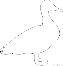 Search through 623,989 free printable colorings at getcolorings. Mallard Duck Coloring Pages Coloringall