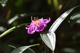 Image result for Melastomastrum