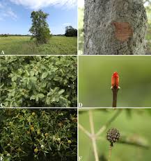 Image result for Mitragyna rubrostipulata