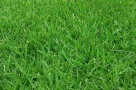 Check spelling or type a new query. Zoysia Grass Ryno Lawn Care Llc