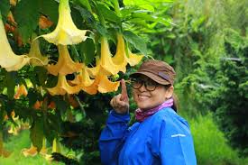 Mawar, tulip, kamboja, anggrek, edelweiss, lavender, bougenville, yang 48. Bunga Terompet Di Dieng Paket Wisata Dieng