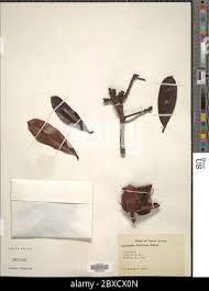 Image result for Pentadesma