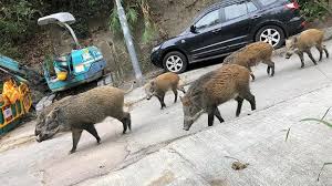 Top 5 wild boar hogs attacks,top 5 charge sanglier,animals attacking people,boar attacks man,best wild boar attacks attaque,chasse au sanglier,attack wild boar ,wild hogs attacks,top 5,wild boar hunting,hunting video,wild pig hunting,top 5 kills,top 5 attacks,top 5 biggest boar. Wild Boars In Hong Kong Are Disrupting The City Cnn
