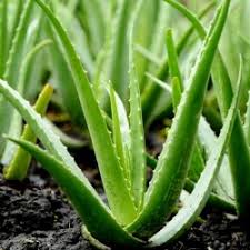 B & b cactus farm. Aloe Vera Seeds Aloe Barbadensis Ar 4 00