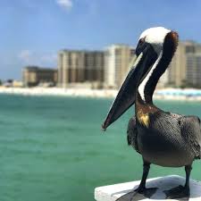 Maybe you would like to learn more about one of these? Fun Things To Do In Clearwater Florida Adventure Mom
