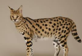 Kucing bengal adalah salah satu kucing hutan yang unik, seperti macan. Daftar Harga Kucing Savannah Hari Ini Mei 2021 Terbaru Farmbos Com