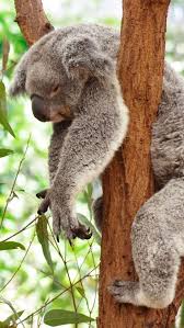 Tap And Get The Free App Fun Animals Nature Tree Lazy Cute Koala Hd Iphone 5 Wallpaper Koala Bear Animals Cute Animals