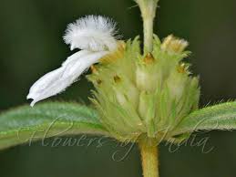 Image result for Leucas