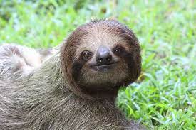 Sloth Of The Day Lets Talk About Sloths Sloth Of The Day Sloth Photos Sloth Sloths Funny