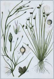 Image result for Isolepis