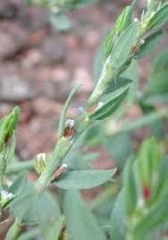 Image result for Polygonum aviculare