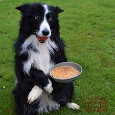 Plascencia borders has border collie puppies for sale. Pin On Border Kolie