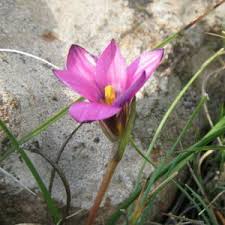Image result for Romulea camerooniana
