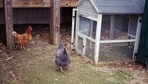 Chickens prefer to get up high if they can and it makes them feel safer and more. 47 Backyard Chicken Owners Speak Out What I Wish I D Known Before Keeping Backyard Chickens