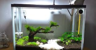 Seperti yang kalian tau bahwa filter digunakan untuk menyaring kotoran yang berada dalam aquarium agar lebih bersih. Daftar 8 Alat Penjernih Air Terbaik Untuk Aquarium Reva Pedia