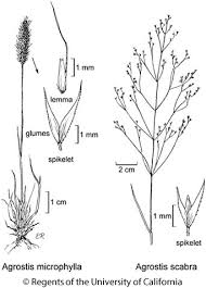 Image result for Agrostis