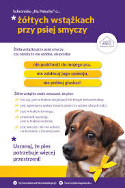 Pies posiadający żółtą wstążkę jest znakiem ostrzegawczym, który musimy traktować poważnie. Zolta Wstazka To Nie Ozdoba To Schronisko Na Paluchu Facebook