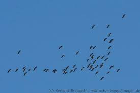 Bestimmungsmerkmale flugbilder im vergleich bartgeier sind mit rund 2,90 m spannweite größer als steinadler. Flugbilder Greifvogel Singvogel Enten Ganse Deutschland Natur Beobachtungen