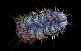 Scientists Discover Four New Species Of Deep Sea Scale Worms Nsf National Science Foundation