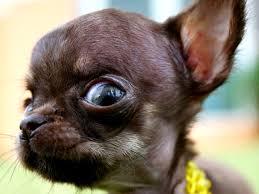 Hunde , katzen , pferde , kleintiere , nutztiere , reptilien , fische , vögel. Der Kleinste Hund Wie Gross Wie Schwer Wie Weit Wie Hoch