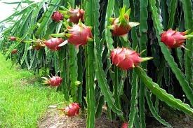 Sweet, juicy dragon fruit is obtained from the cactus family plants of central american origin, in the genus: Vietnamese Dragon Fruit To Compete With Indonesian Dragon Fruit In Chinese Market Vietnam Times