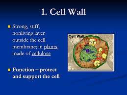 Animal cells have a cell wall made of cellulose. 1 Cell Wall Strong Stiff Nonliving Layer Outside The Cell Membrane In Plants Made Of Cellulose Function Protect And Support The Cell Ppt Video Online Download