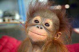 شوف صور جديده صوره قرد كيووت smiling animals funny animal pictures funny pictures