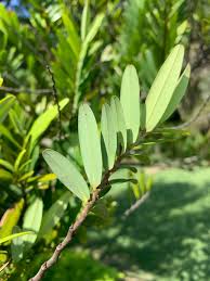 Image result for Xylopia acutiflora