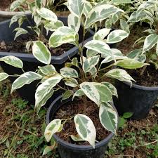 Maybe you would like to learn more about one of these? Ficus Compacta Variegated Live Plant