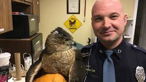 Officers Rescue Injured Hawk On I-74