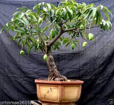 Over 50,000+ bonsai trees safely sold and shipped! Bonsai Alphonso Mango Plant All Climate Bangalore Agrico