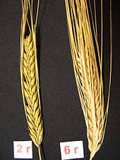 Barley Wikipedia Please, feel free to share these drawing images with your friends. barley wikipedia