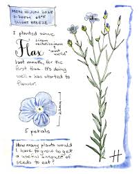 Image result for Linum usitatissimum