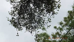 Image result for Viscum subserratum